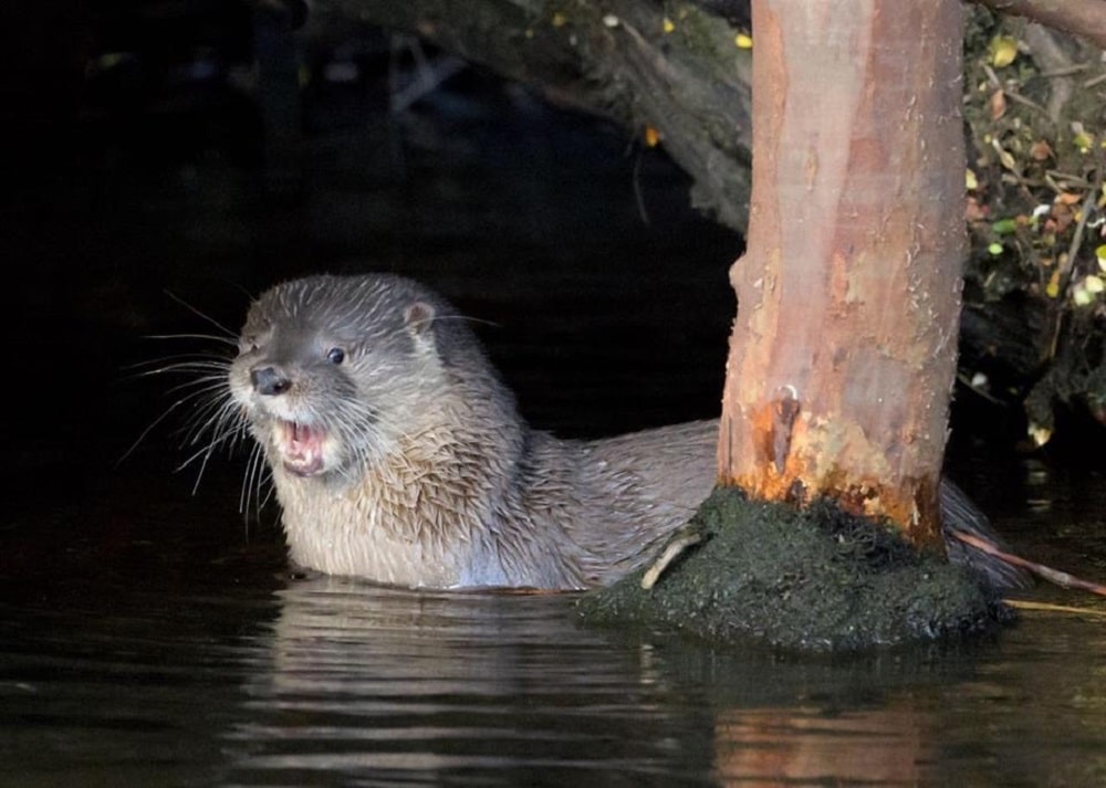 Nuestro país y Chile coordinan esfuerzos para la conservación del Huillín