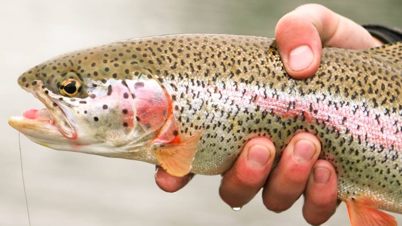 Pesca deportiva: estos son los sitios habilitados