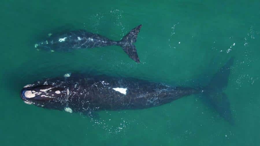 Registraron la migración completa de una ballena franca y su cría