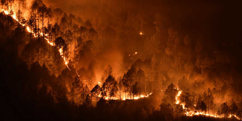 Los incendios forestales se duplicaron en los últimos 20 años