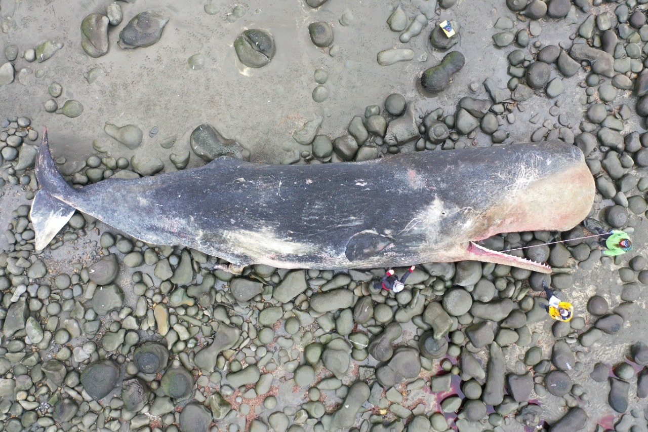 Estudian a un cachalote que varó en la costa atlántica