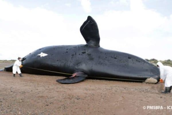 Ballenas muertas: «Aún no tenemos confirmación de lo que esta pasando»