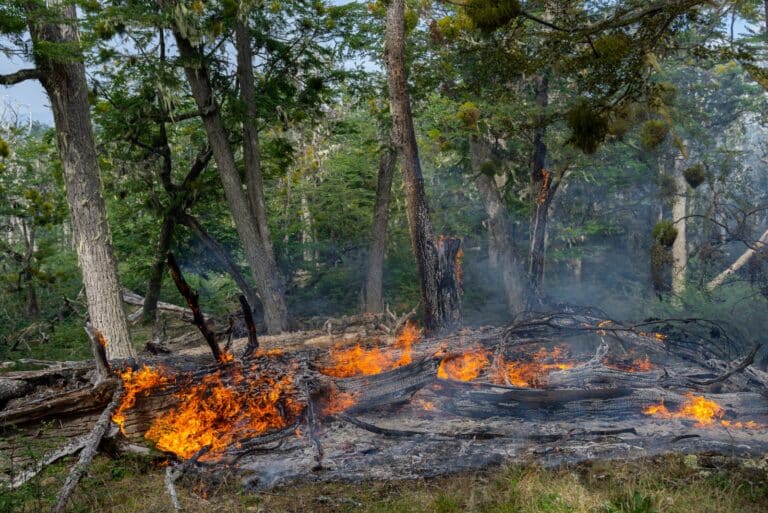 Incendios: «Es preocupante que no se tome conciencia de esto»