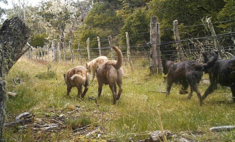 Ruralistas reclaman acciones concretas contra perros asilvestrados