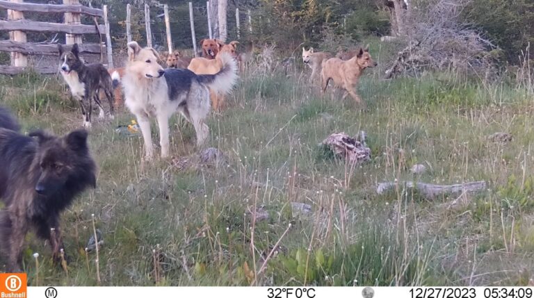 “Tienen una conducta errante” : el descuido humano que provocó una amenaza animal en Tierra del Fuego